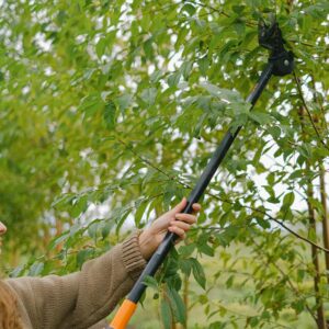 Tăieri Profesionale și Toaletare Arbori și Arbuști